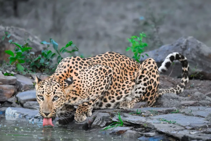 Wild Leopard on Granite Rocks at Jawai Rajasthan
