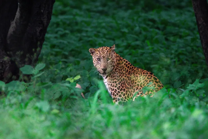 Leopard resting on tree branch in Jhalana