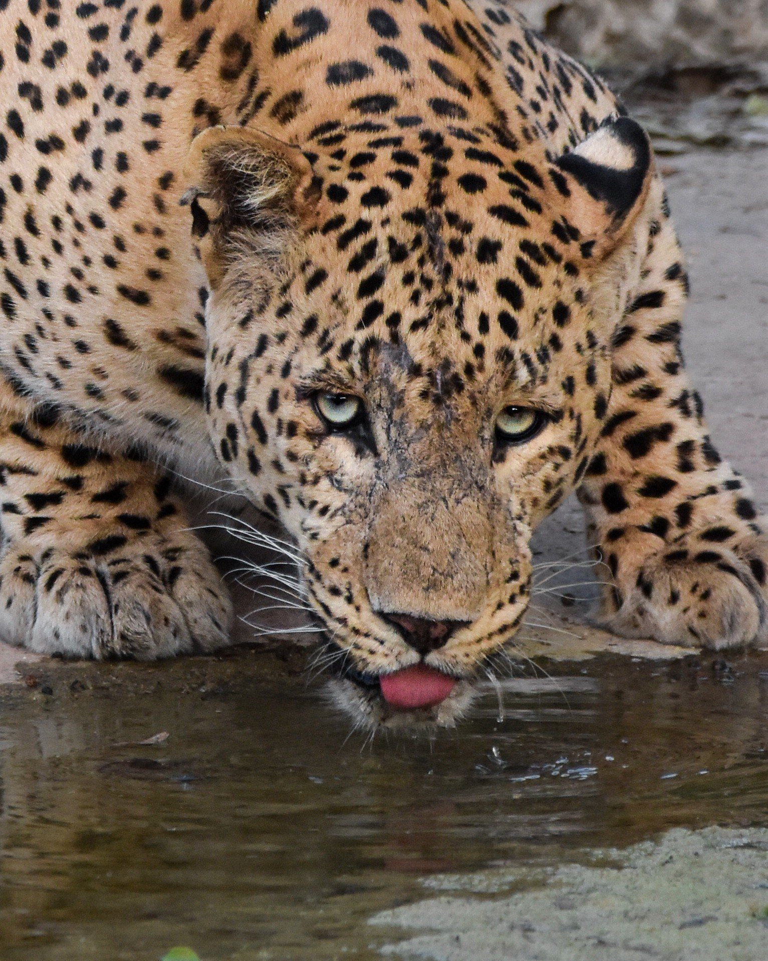 Leopard resting on rock shelf
