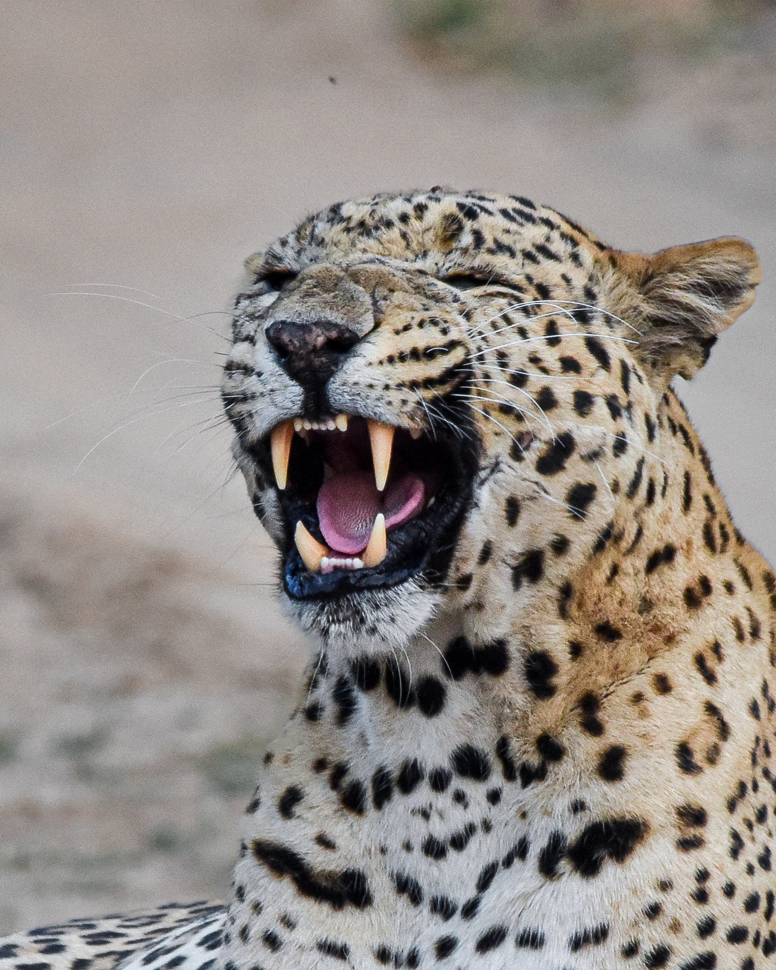 Leopard resting in forest clearing