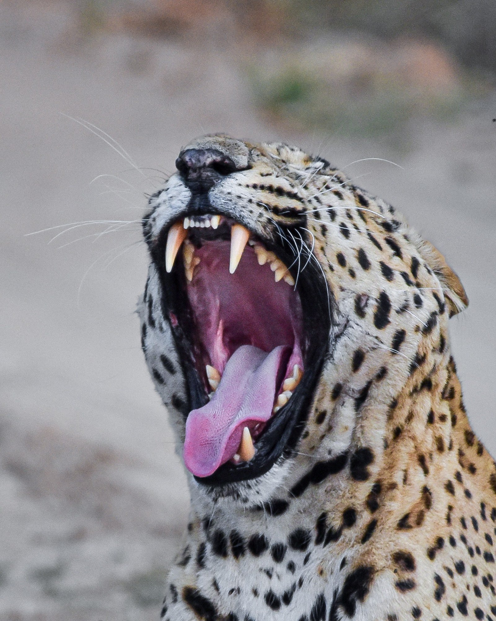 Raw beauty leopard portrait in Jhalana